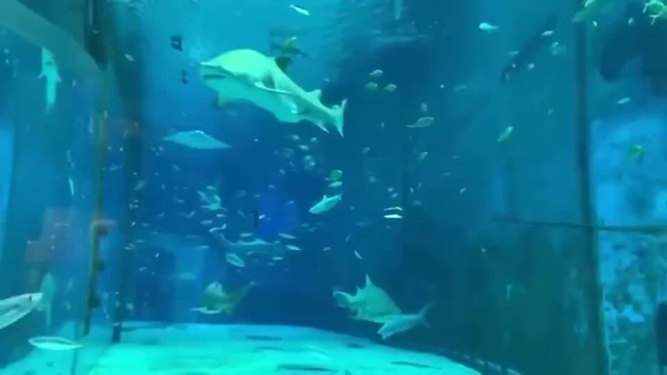 卡通卡车拼拼看